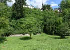 ums_0294