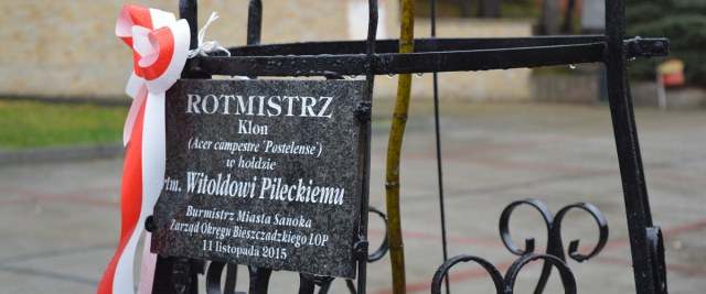 Klon ku pamięci rotmistrza Pileckiego